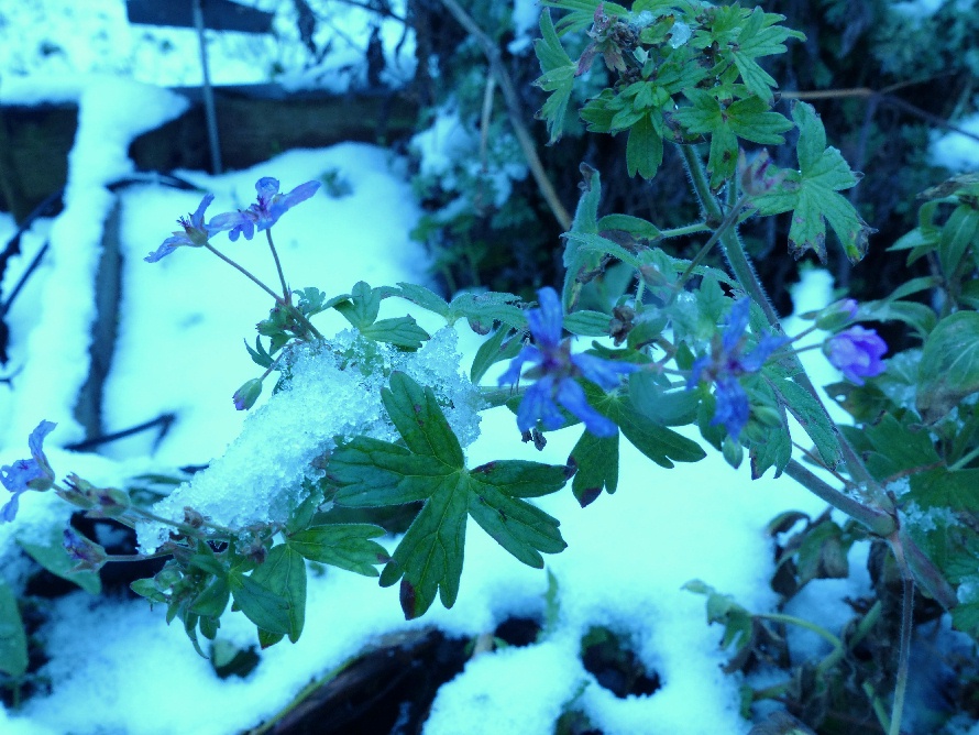 Géranium à Robert en fleur